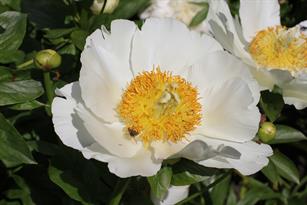 Paeonia Moonrise